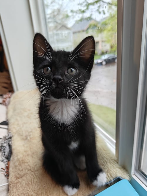 TUX - THE DASHING LITTLE SOCIALITE! - Domestic Short Hair available for adoption