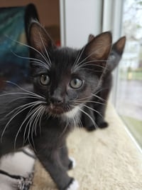 TUX - The Dashing Little Socialite! - Photo 3