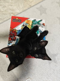 TUX - The Dashing Little Socialite! - Photo 4