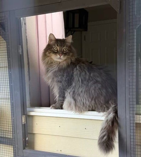 CASTIEL & JONNY #2001 - OFFERED BY OWNER - Domestic Long Hair available for adoption