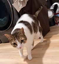 TRICKY #1855 - Offered by Owner - Lap Warmer!! - Photo 1