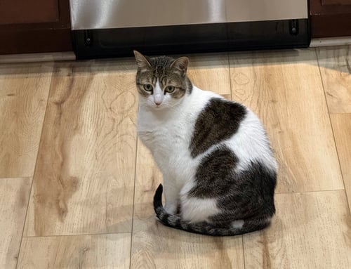 TRICKY #1855 - OFFERED BY OWNER - LAP WARMER!! - Tabby / Calico available for adoption