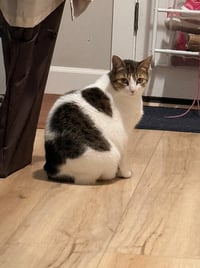 TRICKY #1855 - Offered by Owner - Lap Warmer!! - Photo 3