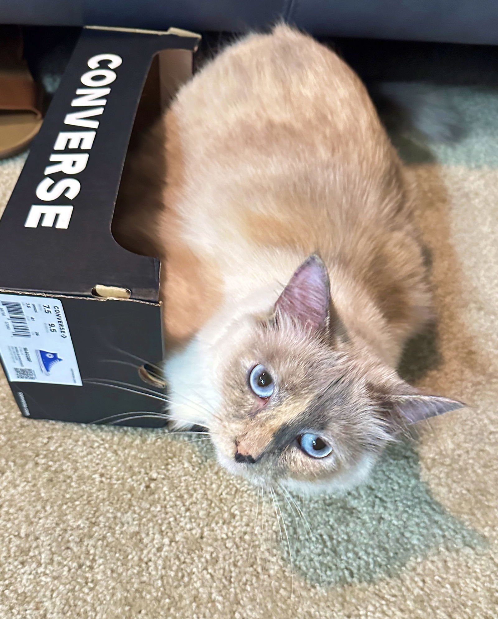 SCOUT #1688- OFFERED BY OWNER - YOUNG FEMALE - Domestic Long Hair for adoption in Portland