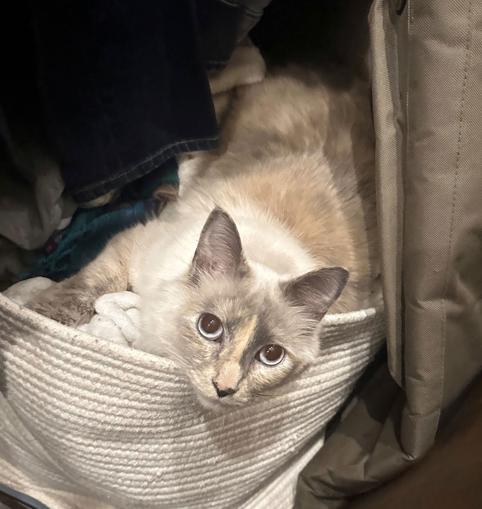 SCOUT #1688- Offered by Owner - Young Female - Photo 2