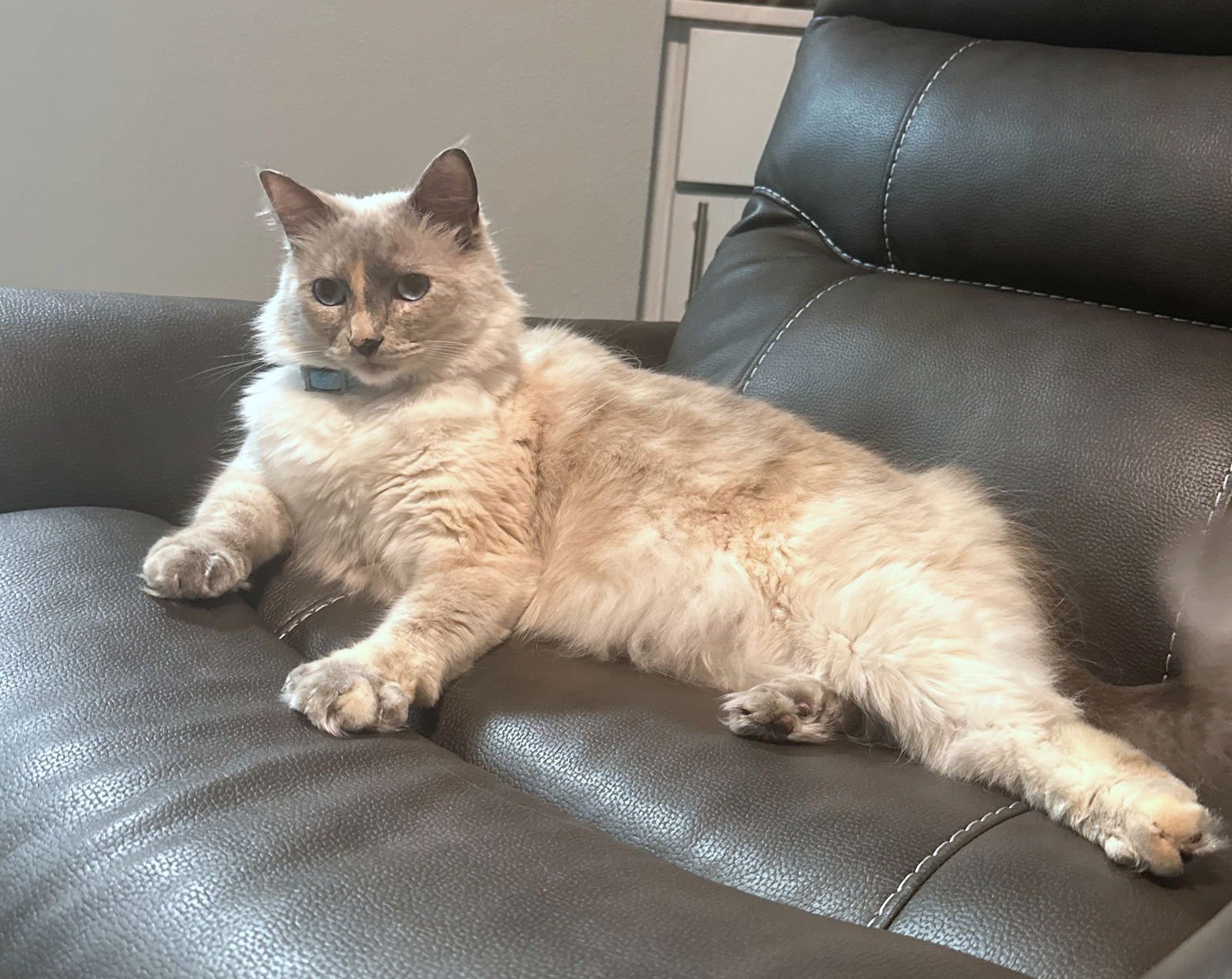 SCOUT #1688- Offered by Owner - Young Female - Photo 3