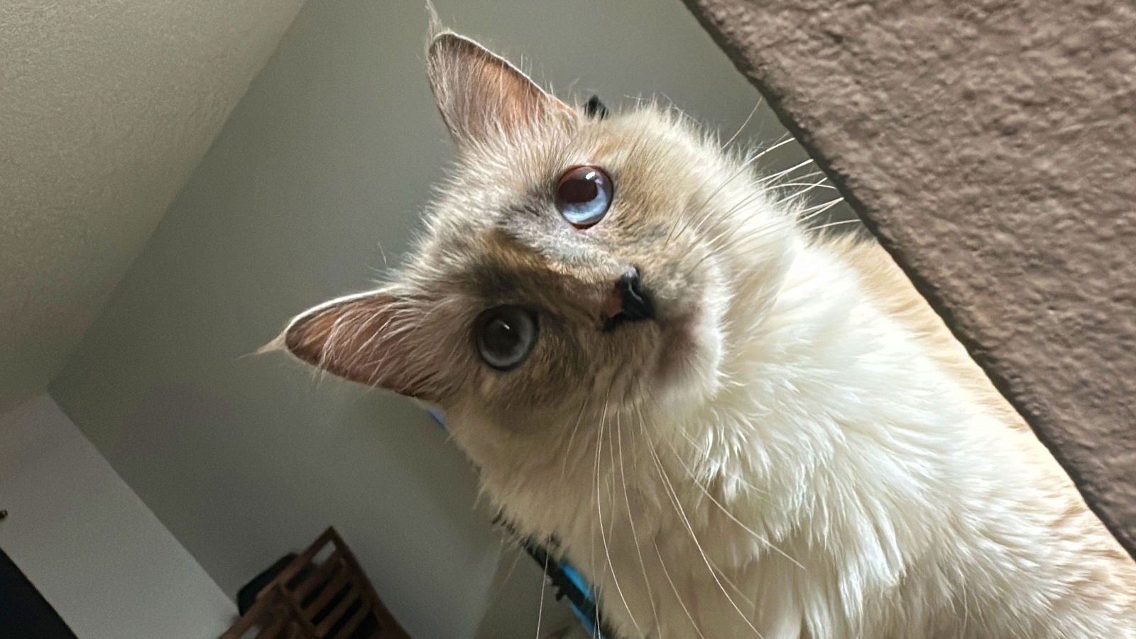 SCOUT #1688- Offered by Owner - Young Female - Photo 4