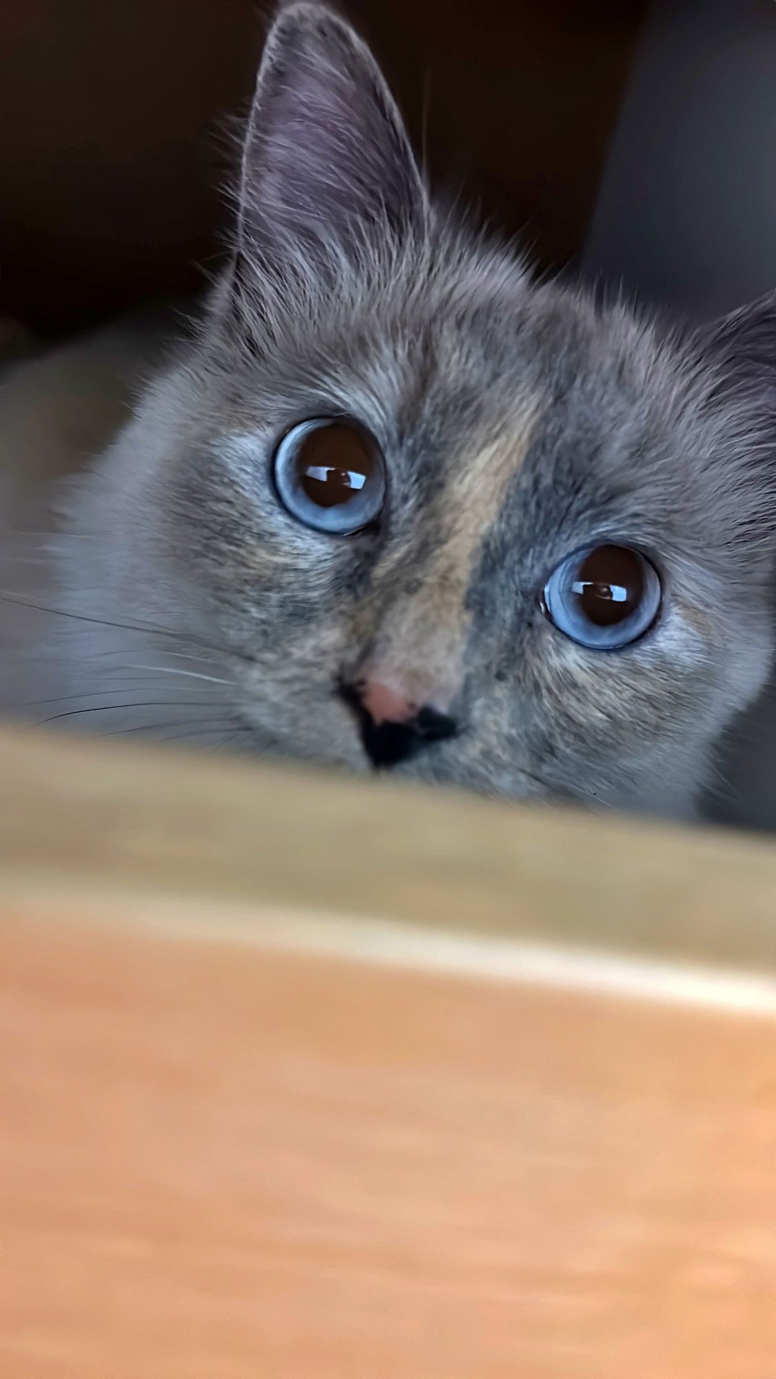 SCOUT #1688- Offered by Owner - Young Female - Photo 5