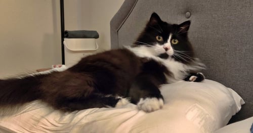 ELESSAR #1885 - OFFERED BY OWNER - FLUFFY MALE TUX - Tuxedo / Domestic Long Hair available for adoption