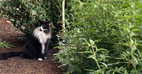 ELESSAR #1885 - Offered by Owner - Fluffy Male Tux - Photo 4