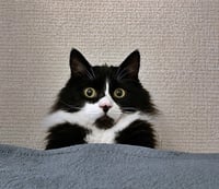 ELESSAR #1885 - Offered by Owner - Fluffy Male Tux - Photo 2