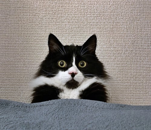 ELESSAR #1885 - OFFERED BY OWNER - FLUFFY MALE TUX - Tuxedo / Domestic Long Hair available for adoption