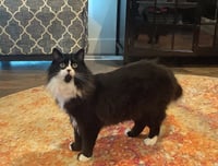 ELESSAR #1885 - Offered by Owner - Fluffy Male Tux - Photo 3