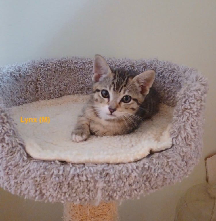 LYNX  - Male Kitten Image