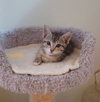 LYNX  - Male Kitten - Photo 1