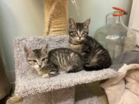 LYNX  - Male Kitten - Photo 2