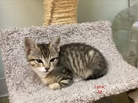 LYNX  - Male Kitten - Photo 3