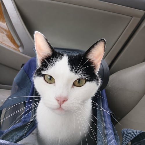 MINI MOO #1902 - OFFERED BY OWNER -FRIENDLY SR. - Domestic Short Hair available for adoption