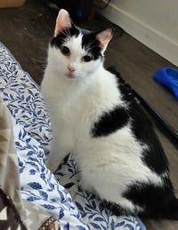 MINI MOO #1902 - Offered by Owner -Friendly Sr. - Photo 2