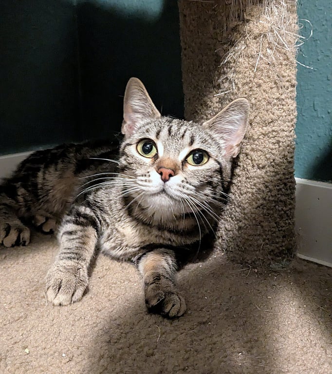 OLIVE - Needs Patient Home Image