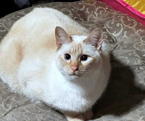 RICE & MUSTARD - OFFRED BY OWNER - BONDED PAIR - Siamese / Tabby available for adoption