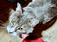 Rice & Mustard - Offred by Owner - Bonded Pair - Photo 4