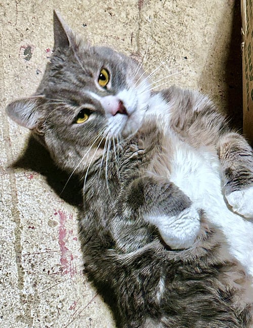 MUSTARD & RICE #1929 - OFFERED BY OWNER - BONDED - Siamese / Tabby available for adoption