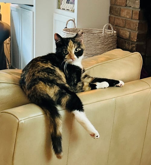 MARIGOLD #1998 - OFFERED BY OWNER - YOUNG CALICO