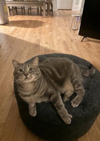 STORMY #1988 - Offered by Owner - Young Female - Photo 4