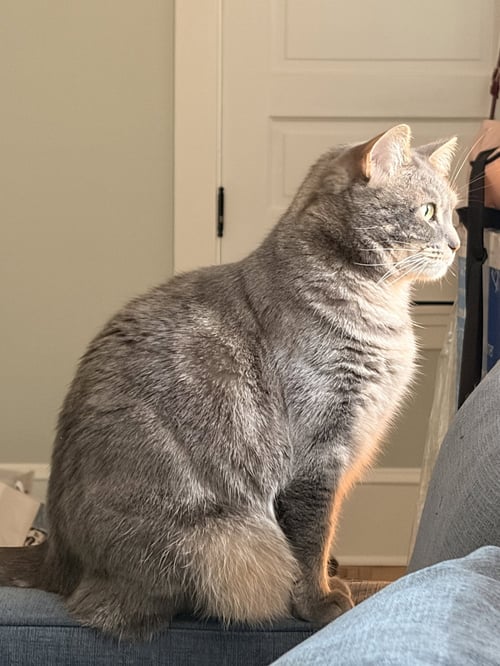 STORMY #1988 - OFFERED BY OWNER - YOUNG FEMALE - Tabby / Domestic Short Hair available for adoption