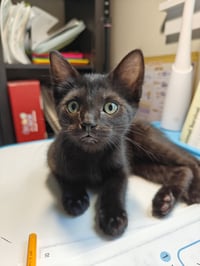 PANTHER - The Sleek & Spunky Explorer! - Photo 1