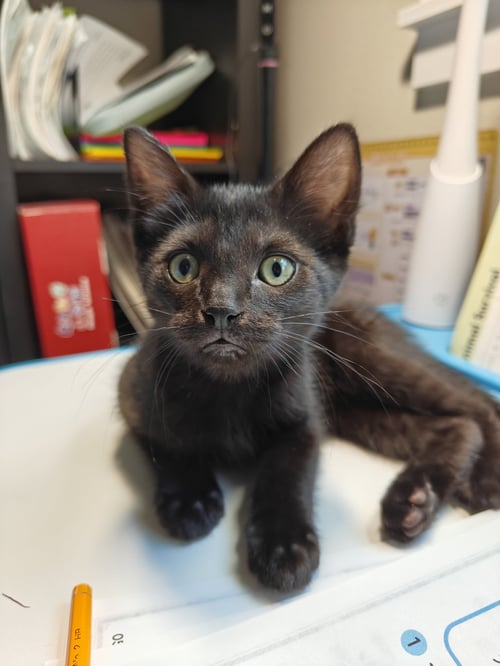 PANTHER - THE SLEEK & SPUNKY EXPLORER! - Domestic Short Hair available for adoption