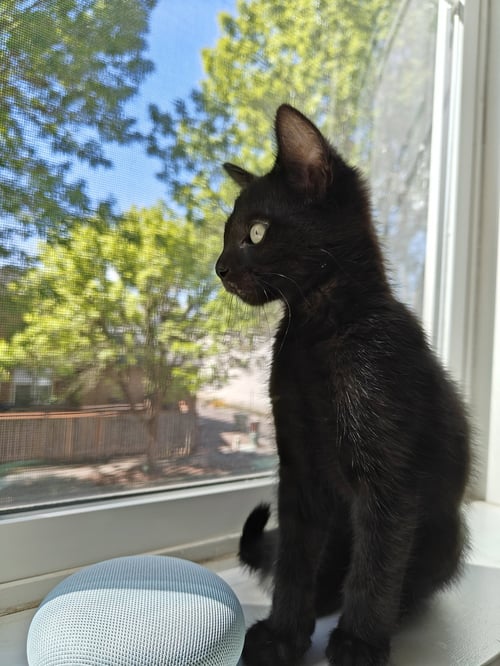 PANTHER - THE SLEEK & SPUNKY EXPLORER! - Domestic Short Hair available for adoption