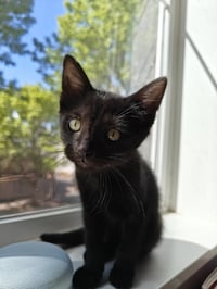 PANTHER - The Sleek & Spunky Explorer! - Photo 3