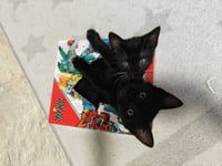 PANTHER - The Sleek & Spunky Explorer! - Photo 4