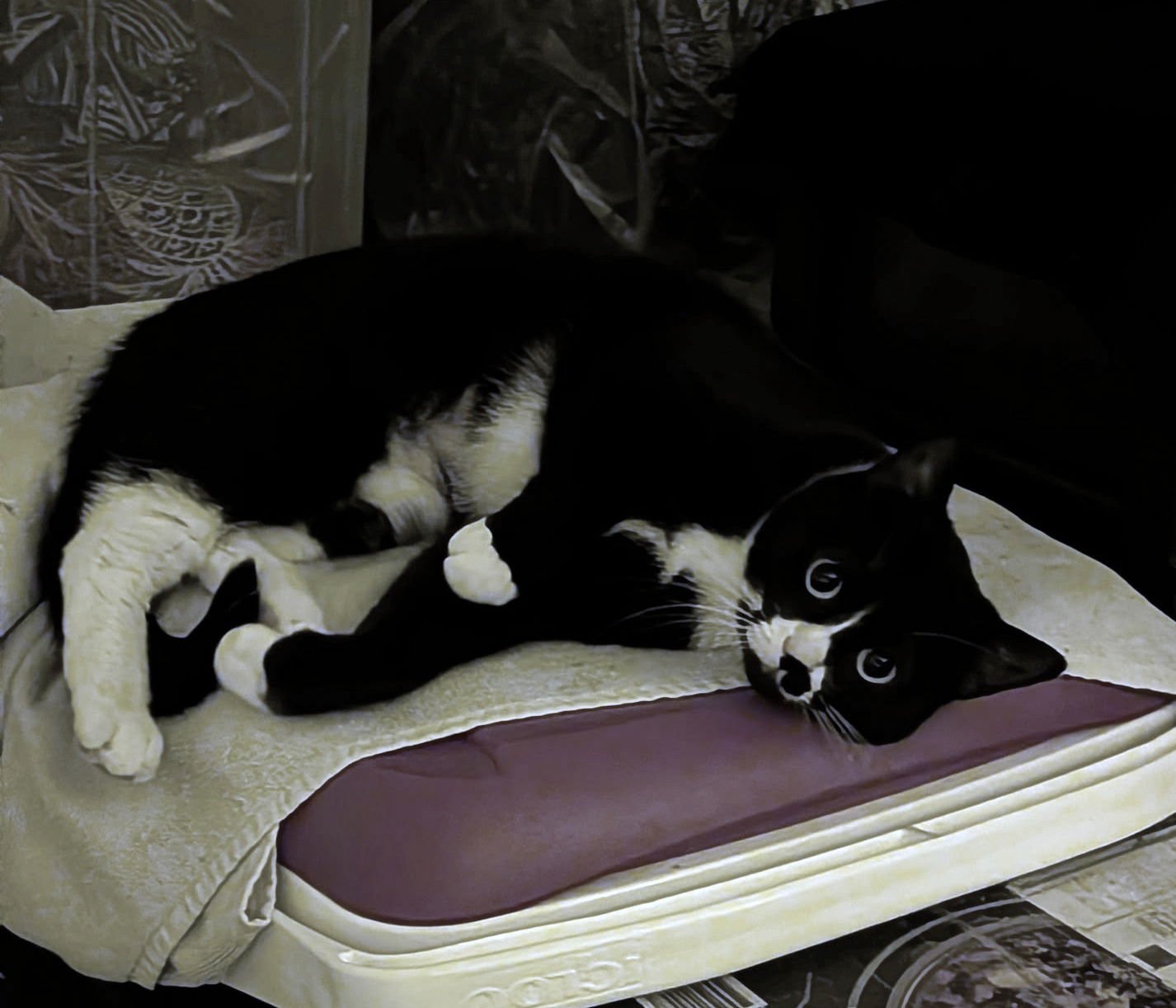 LADYBIRD #1844 - OFFERED BY OWNER - Tuxedo for adoption in Portland