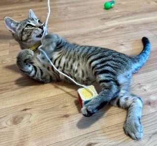BELLA - Brown/gray Tabby Kitten Image