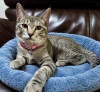BELLA - Brown/gray Tabby Kitten - Photo 2