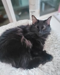 JASPER #1956 - Offered by Owner - Angora - Photo 3