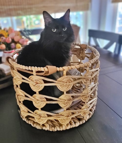 JASPER #1956 - OFFERED BY OWNER - ANGORA - Turkish Angora available for adoption