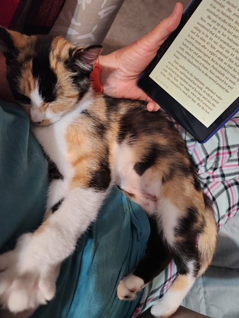LILLIAN - YOUNG CALICO - Calico available for adoption