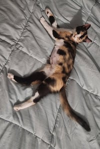 LILLIAN - Young Calico - Photo 3
