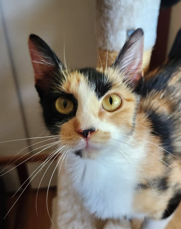 LILLIAN - Young Calico Image