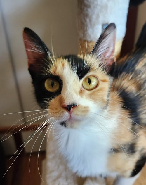 LILLIAN - YOUNG CALICO - Calico available for adoption