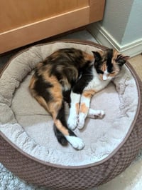 LILLIAN - Young Calico - Photo 4