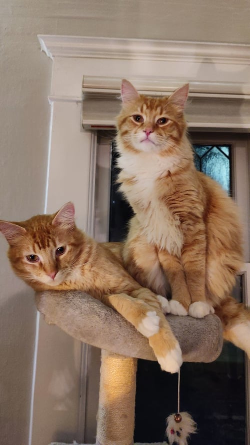 MIKEY & LEO 1778A- OFFERED BY OWNER - BONDED BOYS - Domestic Long Hair / Tabby available for adoption