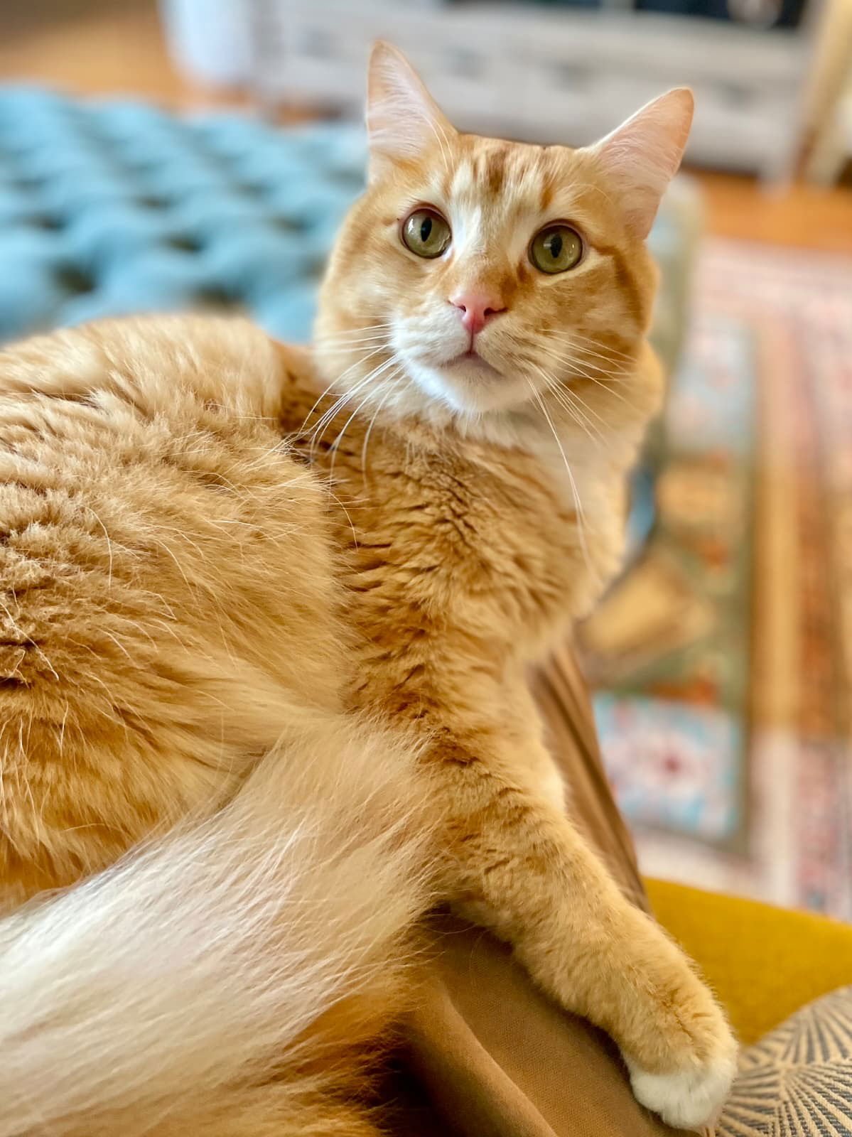 MIKEY & LEO 1778A- OFFERED BY OWNER - BONDED BOYS - Domestic Long Hair / Tabby available for adoption