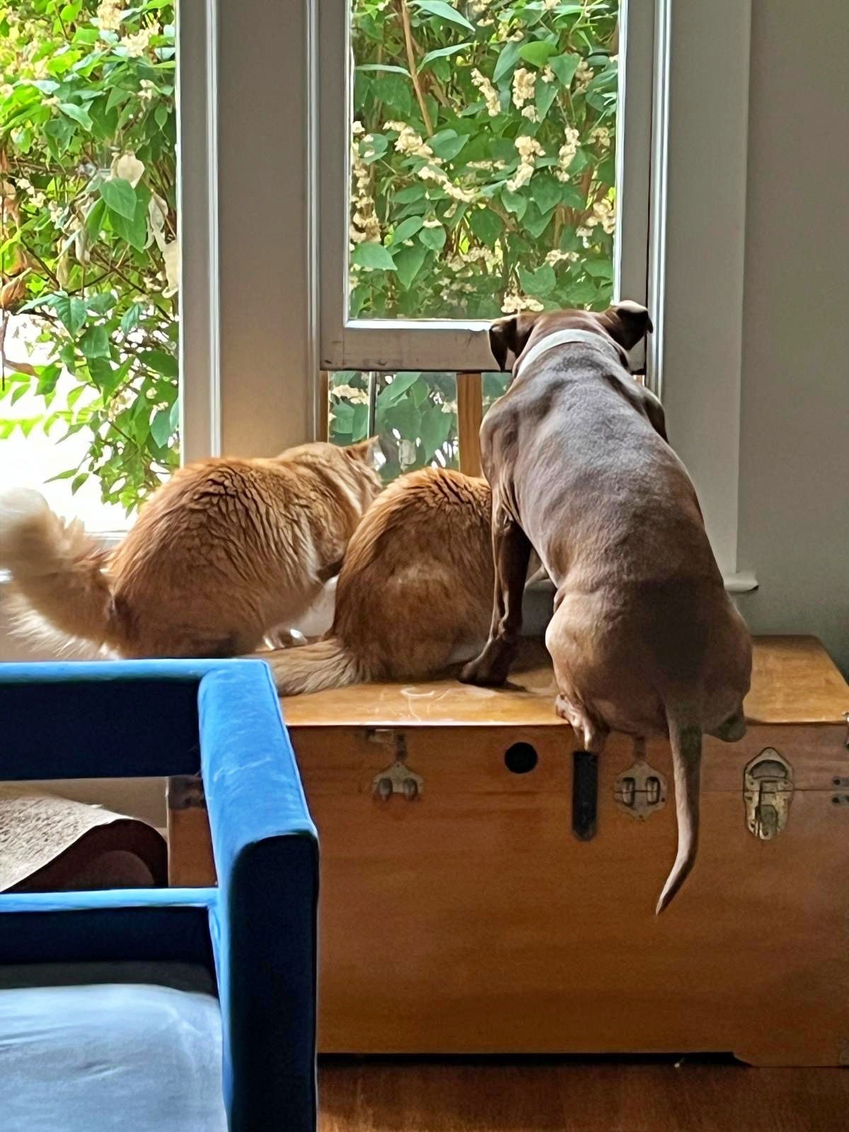 MIKEY & LEO 1778A- Offered by Owner - Bonded Boys - Photo 3