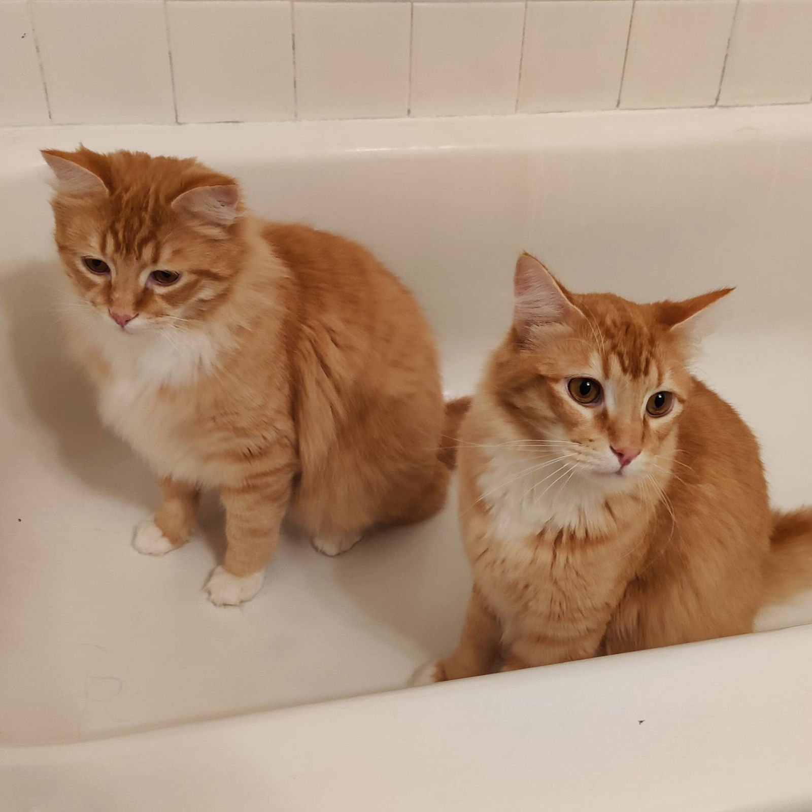 MIKEY & LEO 1778A- Offered by Owner - Bonded Boys - Photo 4