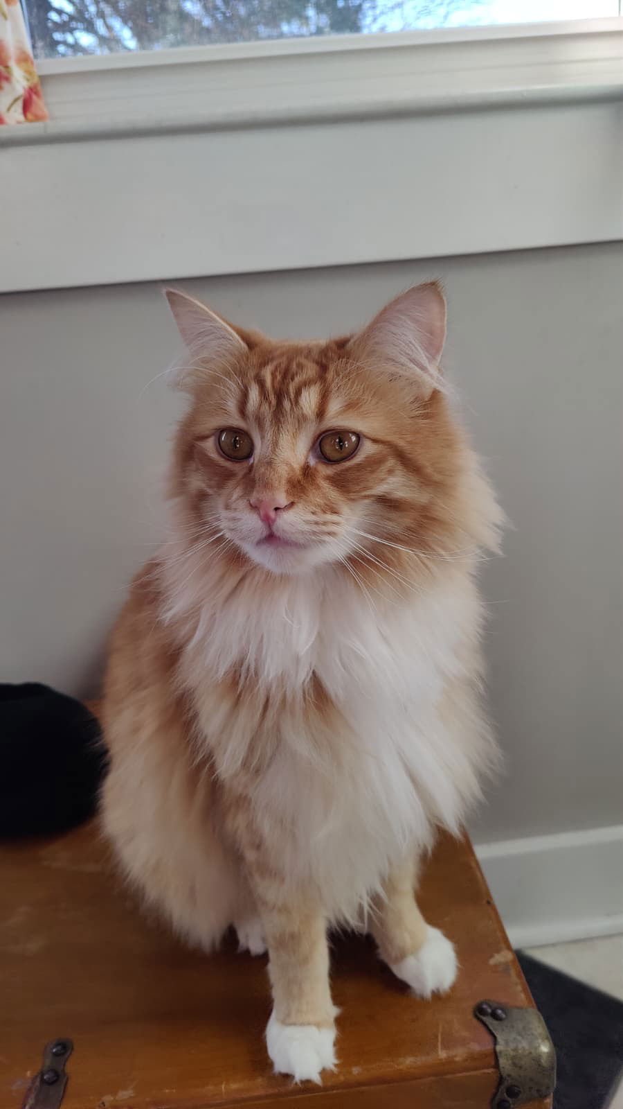 MIKEY & LEO 1778A- Offered by Owner - Bonded Boys - Photo 5